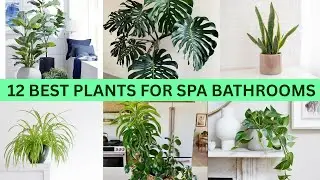 Top 12 Plants for Creating a &ldquo;Spa Like&rdquo; Bathroom | Relaxing Bathroom Plant Picks