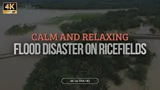 4K Ultra HD - FLOOD DISASTER ON RICEFIELDS AT INDONESIA