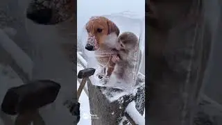 Wiener Dog and Money Frozen in Ice #shorts