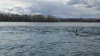 Surrounded by sea lions