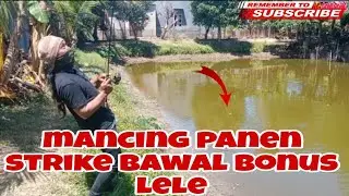 Mancing di kolam harian panen strike Bawal bonus lele @ENDANGGONDRONG