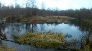 Лен .обл. рыбалка на  р.Саба .проверка по налиму.2018.