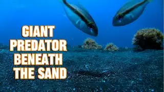 Bobbit Worm: The Sandy Assassin with Lightning-Fast Jaws