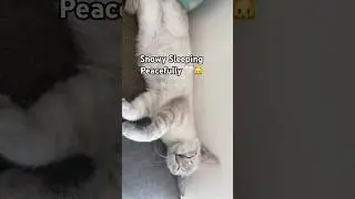 Snowy Sleeping Peacefully 🤍🐱 | Calm Cat Moments #shorts