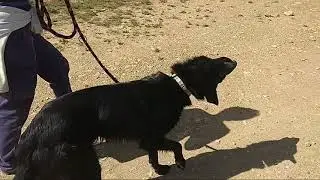 Ender de paseo. Perfecto con correa