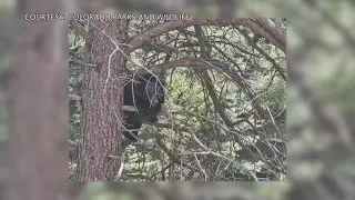 Colorado Parks and Wildlife officers help bear cub stuck in wire fence