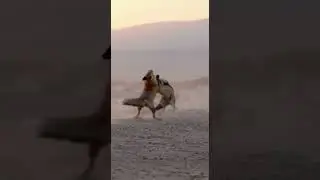 Red Fox vs Jackal 🦊💥 Clash of the Clever Hunters! #wildlife  #animalbattle