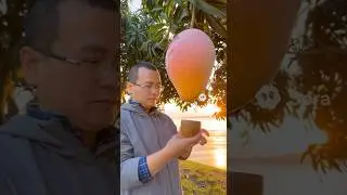 ASMR Mango Smoothie POP 🥭💥 | Drink from the Burst @dangphysics
