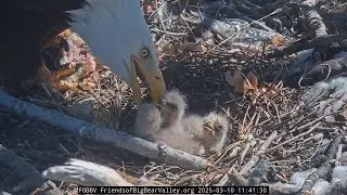 3-11-2025  Fluff Balls Of Adorability!