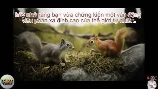 Top 5 Những Sự Thật, Kiến Thức Th&uacute; Vị Về Động Vật