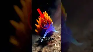 The Ocean&rsquo;s Most Colorful but Dangerous Creature! 🌊😱 #animalshorts