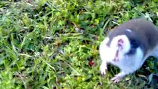 Cape mole-rat - Kaapse blesmol - 29072011.mp4