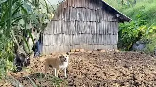 La vida en el rancho con el oso 
