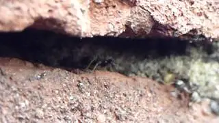 Garden Ants Nest - Lasius niger - Bl&ouml;kkumaurar - Maurab&uacute; &iacute; steinhle&eth;slu