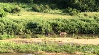 Lion Sands - Hippo Territorial Fight Club