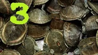 Wildlife park 2 Черепаховое нашествие! #3