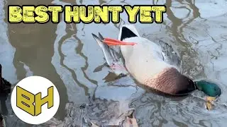 Indiana Flooded Timber Waterfowl Hunt - Mixed Bag