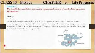 Why is diffusion insufficient to meet the oxygen requirements of multicellular organisms like human