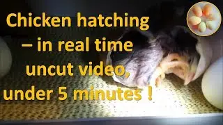 Chicken hatching in under 5 minutes - real time uncut video