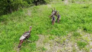 Suburban Turkey Hunting Part 2