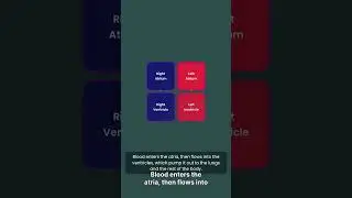 Объяснение работы сердца