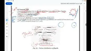 Bacterial structure part 4