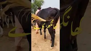 Malumor Mandi Today Latest Update | Heifers Rates | Wachian For Sale | Pk Janwar Mandi19 November 20
