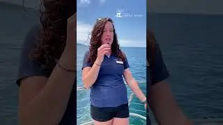 San Diego Whale Watch Naturalist - Alison!