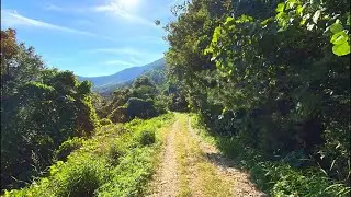 4K Осенняя лесная прогулка, горная лесная тропа, гора Чхонмасан, Корея