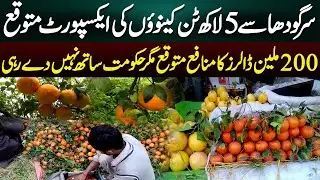 5 Lakh Tons of Kinnows Expected to Be Exported from Sargodha | Azaad Digital Exclusive