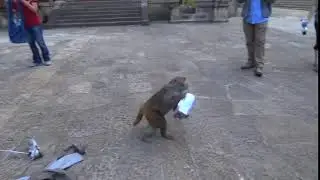 Monkey Thief