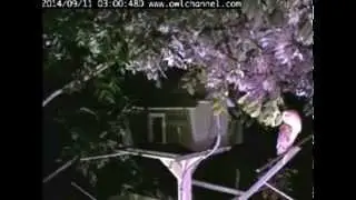 Owlchannel/ Compilation 09.11