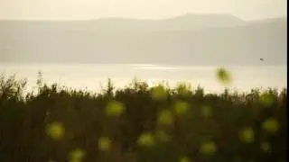 rack focus between yellow flowers and mountainous after effect video background