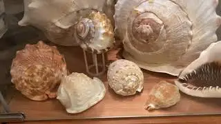 Jason's Seashells