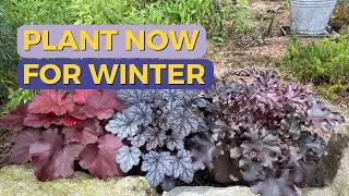 Planting WINTER HARDY evergreens Heuchera