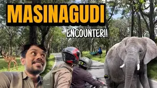 Face to face with wild elephants 😳 | Masinagudi forest drive
