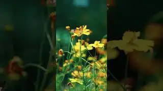 Tiny Yellow Flower in Nature | Beautiful Flowers🌼💛