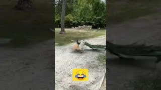 😂😂 Funny Animal ever #funnyfight #funny #funnyanimal