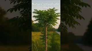 The Toothache Tree | Nature&rsquo;s roadside painkiller. 🌿