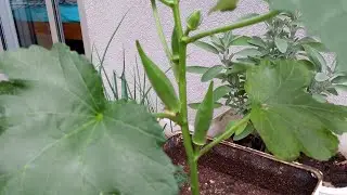 Quiabo plantado na lata. Dentro do apartamento.