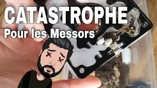 Catastrophe chez mes messor barbarus !!! Presque toutes mes fourmis sont mortes