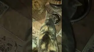 Choose (cat) life #животные #cat #help