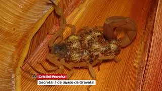 Gravatal intensifica força-tarefa contra escorpião amarelo no município