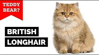 British Longhair Cat: The Fluffiest Teddy Bear Cat Explained