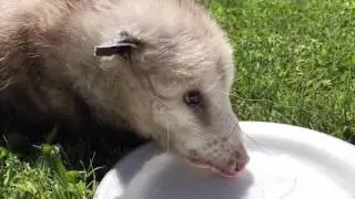 Pet / captive Opposom drinking water