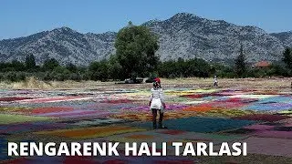 Rengarenk 'halı tarlası'