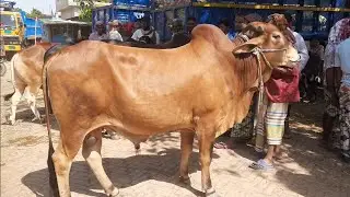 10 May 2023 || বড় ছোট কুরবানির টার্গেট দাম দর || সোনাইচন্ডী হাট চাপাই জেলা #নওগাঁ #ms5m