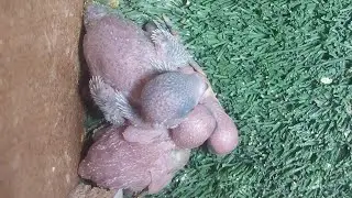 World of Budgie Son. baby 👶 👩‍🍼