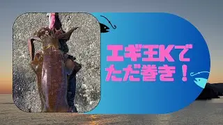【エギング】エギ王Kでただ巻き