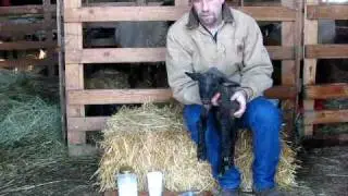 Tube Feeding a Lamb